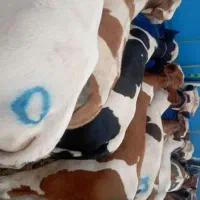 یک انتخاب مطمئن برای سود چند ماه اینده