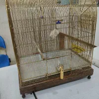 قفس سره و سره قناری