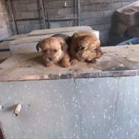 سگ شیتزو وشیواوا