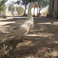 غاز ۵ ماهه|حیوانات مزرعه|خمین, |دیوار