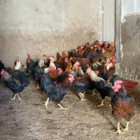 فروش خروس گلپایگانی
