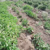 زدن علف های باغ باغچه