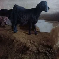 بره نره هترو