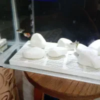 ماهی|ماهی|اصفهان, بهارستان|دیوار