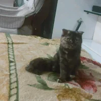 گربه اسکاتیش دبل فولد ماده فحل|گربه|تهران, شهرک دریا|دیوار