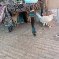 مرغ وخروس