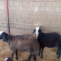 بره قوچ شال درجه یک