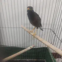 مینا ،عروس هلندی|پرنده|قرچک, زیبا شهر|دیوار