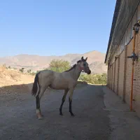 دو راس کره نریان ترکمن و عرب|اسب و تجهیزات اسب‌سواری|آبیک, |دیوار