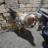 خروس محلی چهل تاج