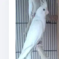 عروس هلندی.معاوضه ای|پرنده|مرودشت, بیست متری بیمارستان|دیوار