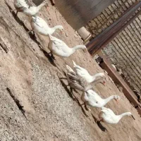 6عدد غاز سالم و اردک