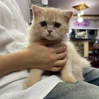 گربه اسکاتیش گلد