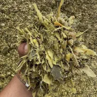 تفاله ذرت علوفه ای