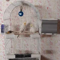 جفت عروس هلندی مولد