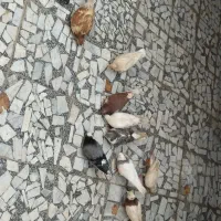 کفتر تکپر  طوقی سار م فت معاوضه