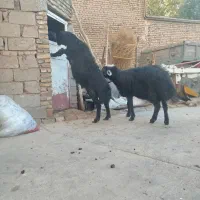 دو راس گوسفند نر شیشک درجه یک تخمی فروشی