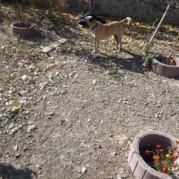 سگ دو رگه|سگ|اردبیل, |دیوار