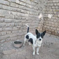 سگ پاپی ماده لیسک