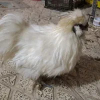 خروس|حیوانات مزرعه|الوند, |دیوار