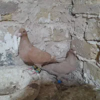 فروش فوری ۵ جفت کفتر با جوجه ذات عالی قیمت مناسب