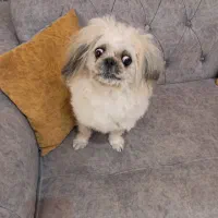 واگذاری سگ|سگ|لولمان, |دیوار