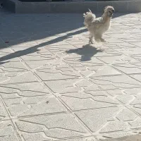 خروس پا پری|حیوانات مزرعه|مشهد, شهید آوینی|دیوار