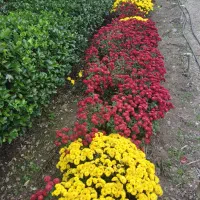 گلهای زیبای داودی