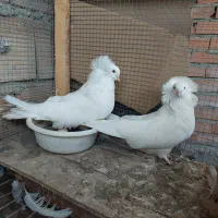 دو جفت کبوتر عروس