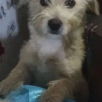 واگذاری سگ شیتزو تریر