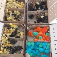 جوجه گلپایگان و اردک