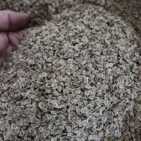 بذر شوید گاوریش