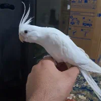 عروس هلندی نر دستی