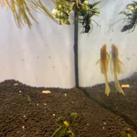 ماهی گیاهخوار|ماهی|تهران, شیوا|دیوار