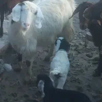 بزغاله|حیوانات مزرعه|سرولایت, |دیوار