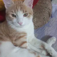 گربه نر خوشگل و دستی