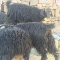 گوسفند فروشی