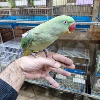 فروش شاهطوطی 5 ماهه تا 2 ساله|پرنده|اصفهان, حسینآباد|دیوار