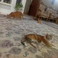 باسلام واگزاری ۵عدد گربه تربیت شده واهلی