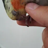 عروس هلندی طوطی|پرنده|باغستان, |دیوار