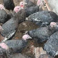 بوقلمون ۵ماهه تقریبا ۲ الی۳کیلو