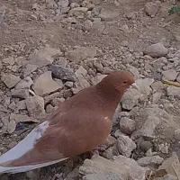 کفتر|پرنده|شیراز, گویم|دیوار