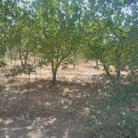 فروش باغ ۱۰۰۰ متری روستای  فشند|فروش زمین و ملک کلنگی|کرج, شاهین‌ویلا|دیوار