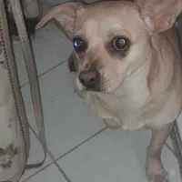 دوتاسگ خارجی اشمیتر.راکسل|سگ|اصفهان, شهرستان|دیوار