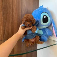 سگ تاینی توی