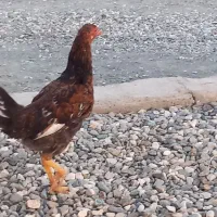 شش عدد مرغ محلی|حیوانات مزرعه|فاریاب, |دیوار