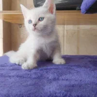 بچه گربه بریتیش چشم آبی