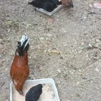 جوجه مرغ و خروس