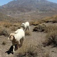 گوسفند بز آبستن سنگین|حیوانات مزرعه|گلزار, |دیوار