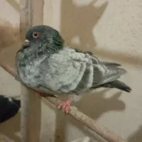 کبوتر شازده سورور سرور سبز کله دار زاغ دم سفید|پرنده|نوبران, |دیوار